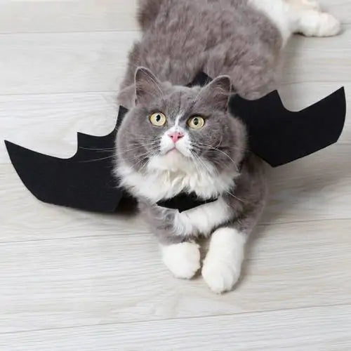 Halloween Pet Costume - Click One And Done