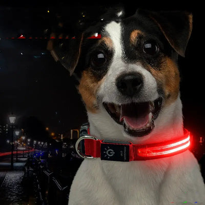 LED Waterproof Dog Collar Click One And Done